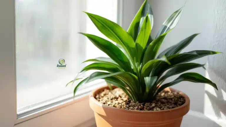 Best Soil for Dracaena Plants Indoors