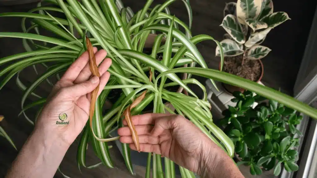 Plant Problems (Overwatering Symptoms)