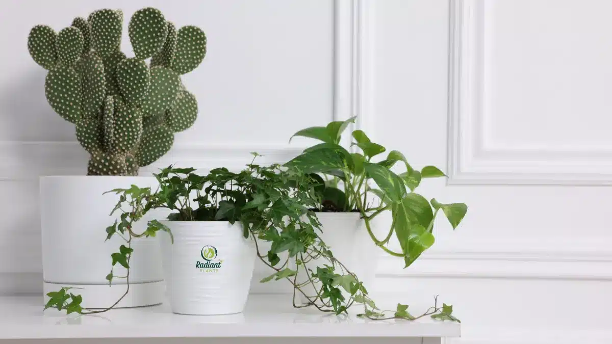 Plant types are categories