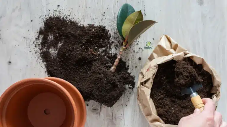 Plant Propagation and Repotting: The Complete Guide to Do It Right