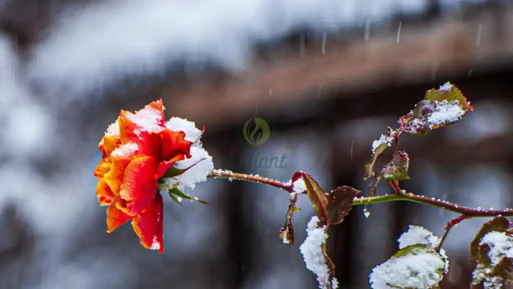 Seasonal Care Tips Quick Adjustments That Matter